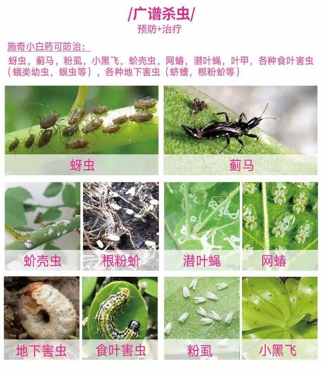 一把白色小豆豆撒土里，啥虫都能杀死，全年不生虫，干干净净11