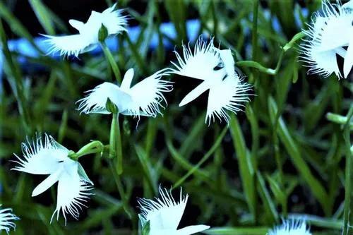 非洲白鹭花(非洲白鹭花像女性)