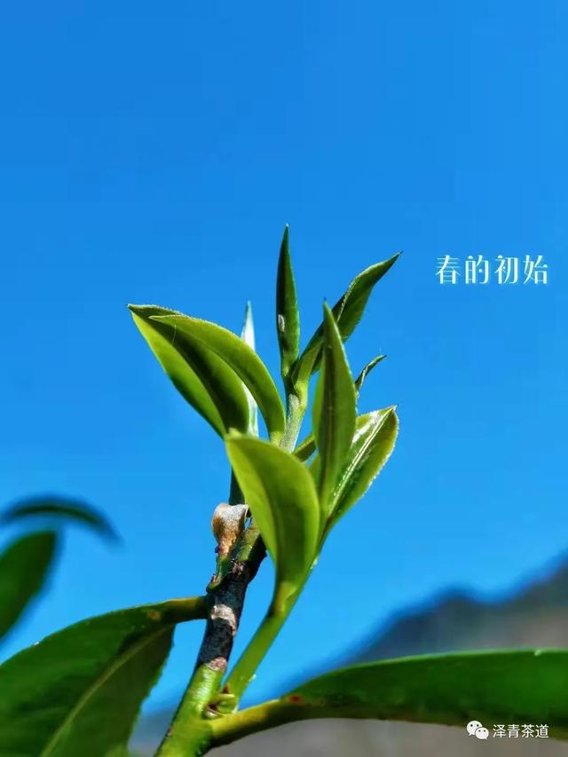 清明时节，如何喝茶养生