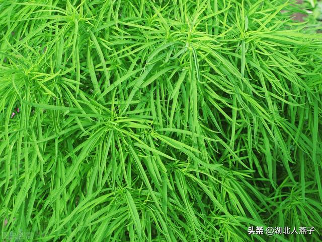 野菜种类