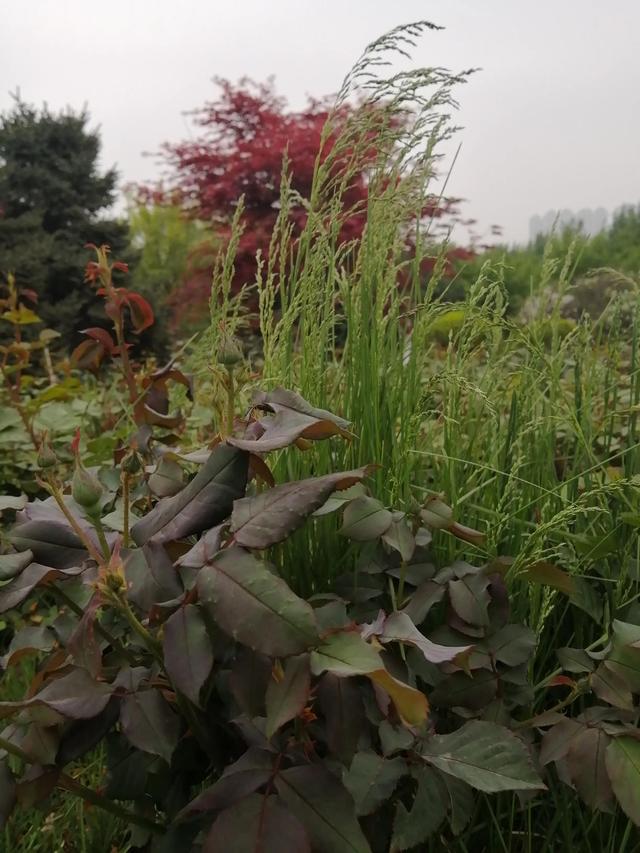 留住春日美景