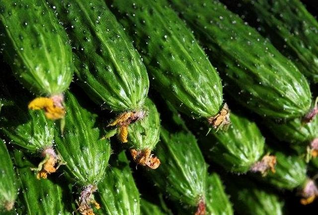 黄瓜是“激素瓜”？提醒：为了健康，尽量少吃这3种黄瓜