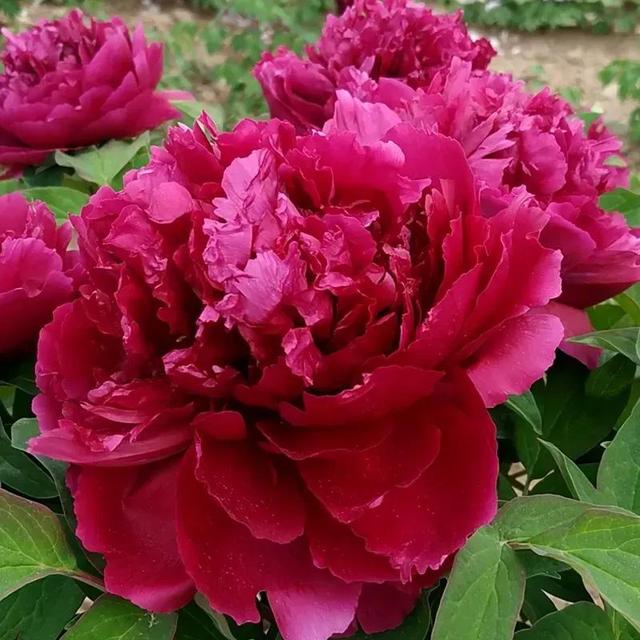 牡丹、芍药大比拼，到底谁最美