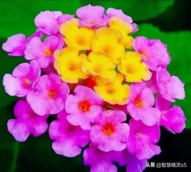 母爱是润物的细雨，母爱是醉人的春风