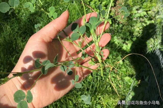 兔子喜歡吃什麼食物,兔子最愛吃的十種食物(兔子喜歡吃什麼草圖片叫