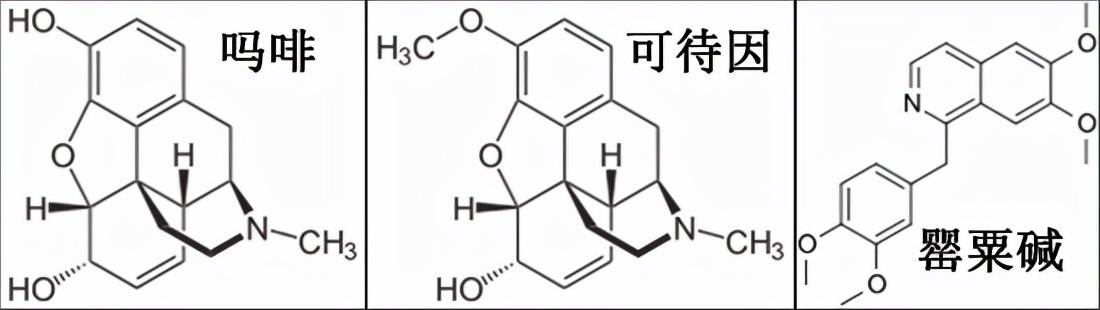 罂粟籽