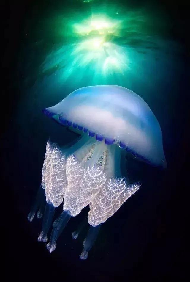 水母图片