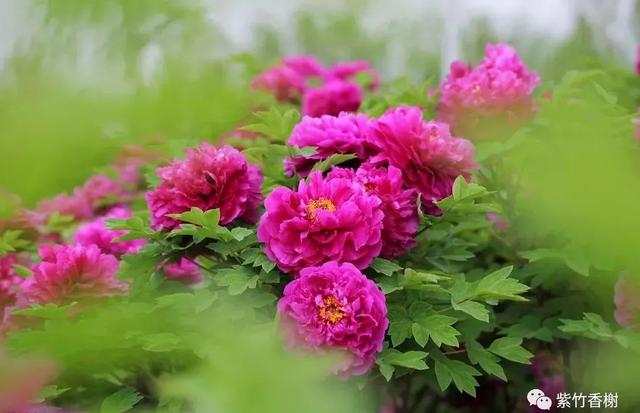 一剪春光满庭芳