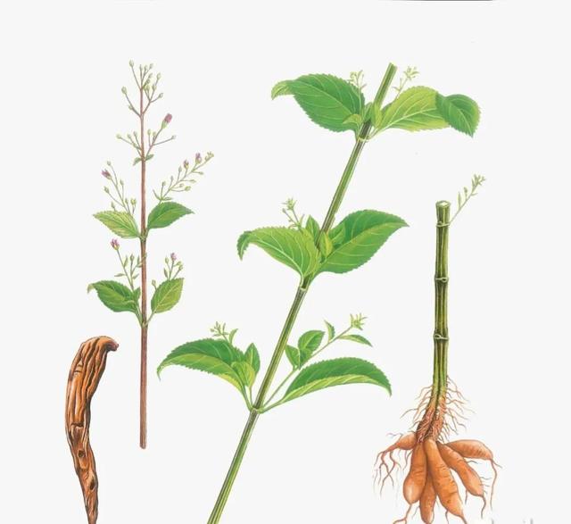 中药古今研究：玄参