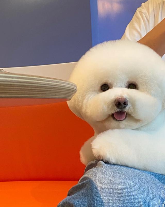 怎么委婉说对象是狗狗(说狗狗可爱的幽默句子)-艾拉养犬