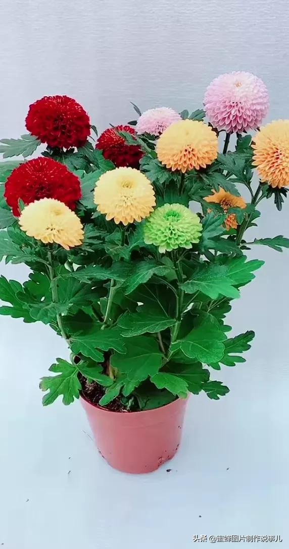 在春天等你，思念随风化作雨