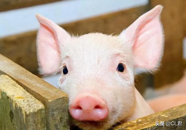国际粮价动荡，玉米、豆粕价格疯涨，猪价飘红，物价开始上涨？