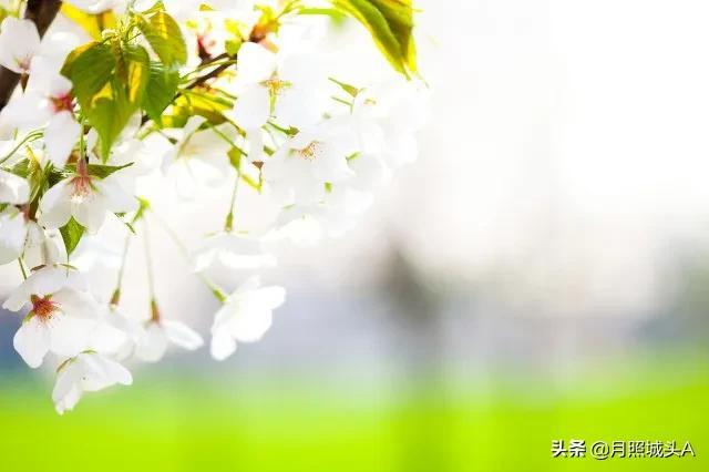 散文：阁中有旧书，窗下有草木