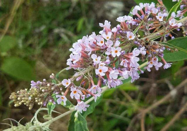 密蒙花 密蒙花（密蒙花粉怎么吃） 生活