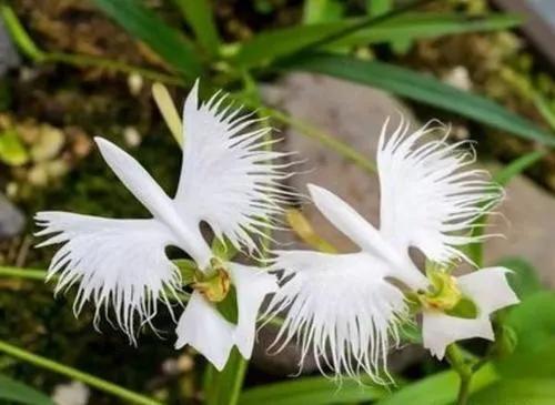 非洲白鹭花(非洲白鹭花像女性)