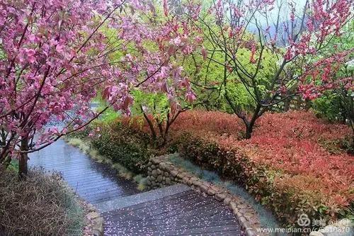 红尘相思雨