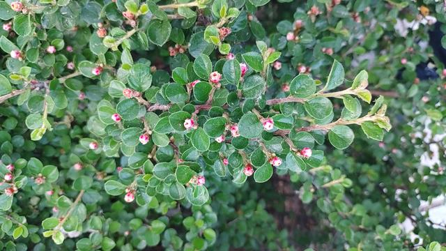 平枝栒子花偷偷露出了笑容