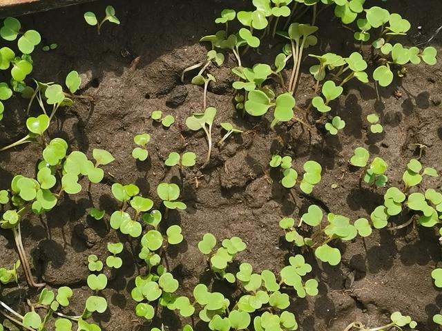 小菜园长势繁茂