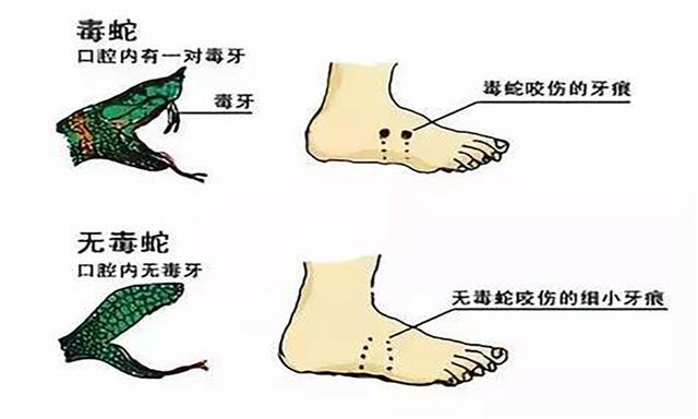 吓人！3米，14斤眼镜蛇钻进汽车引擎盖被卡，其或不怕雄黄