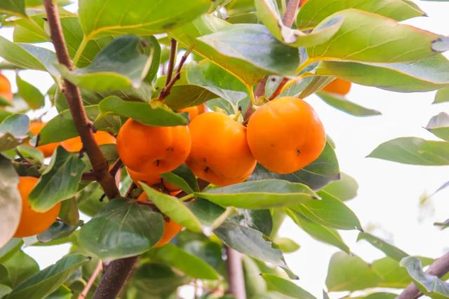 郑虔(郑广文)少年时聪颖好学,资质超众.