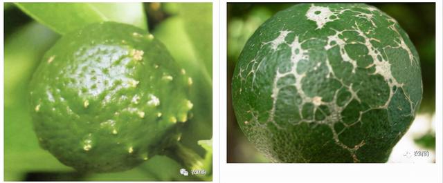 花皮果闯关开始，蓟马、花蕾蛆、灰霉、红蜘蛛，花期综合用药7