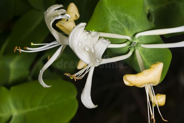 「遇见」· 石羊垅的金银藤花