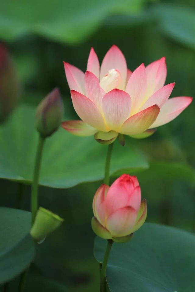 鲜艳夺目的花朵，美了眼，醉了心，忘掉了烦恼