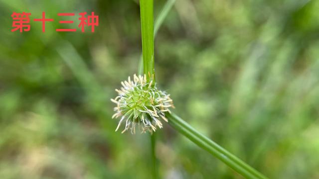 这些植物认识10种以上的，曾经的你一定是一枚朴实可爱的农村娃