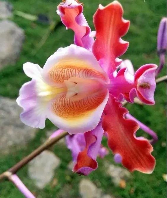 美丽的鲜花，姹紫嫣红，令人心情大好