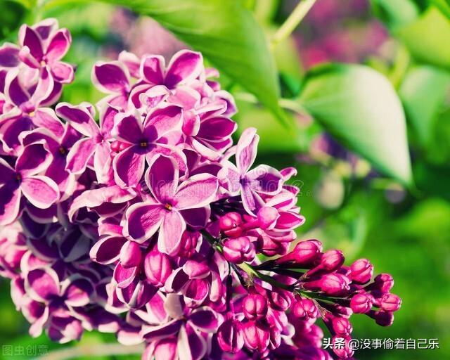 想去将军衙署看丁香