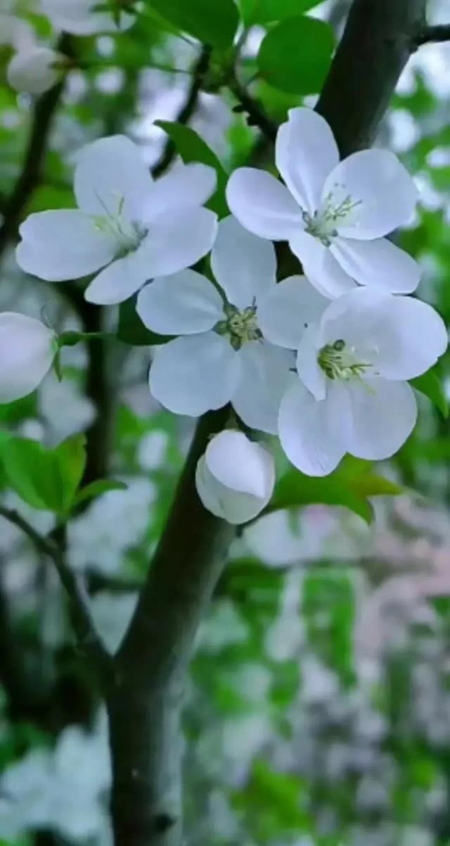 人间最美四月天，百花开满园