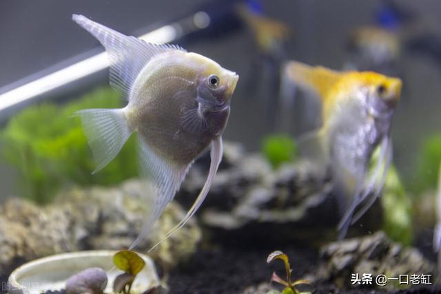 鱼缸过滤器 鱼缸过滤器（鱼缸过滤器里有蚂蟥） 动物