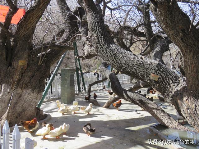 在布達拉宮後面的宗角祿康公園看水鳥能讓您忘記所有的煩惱