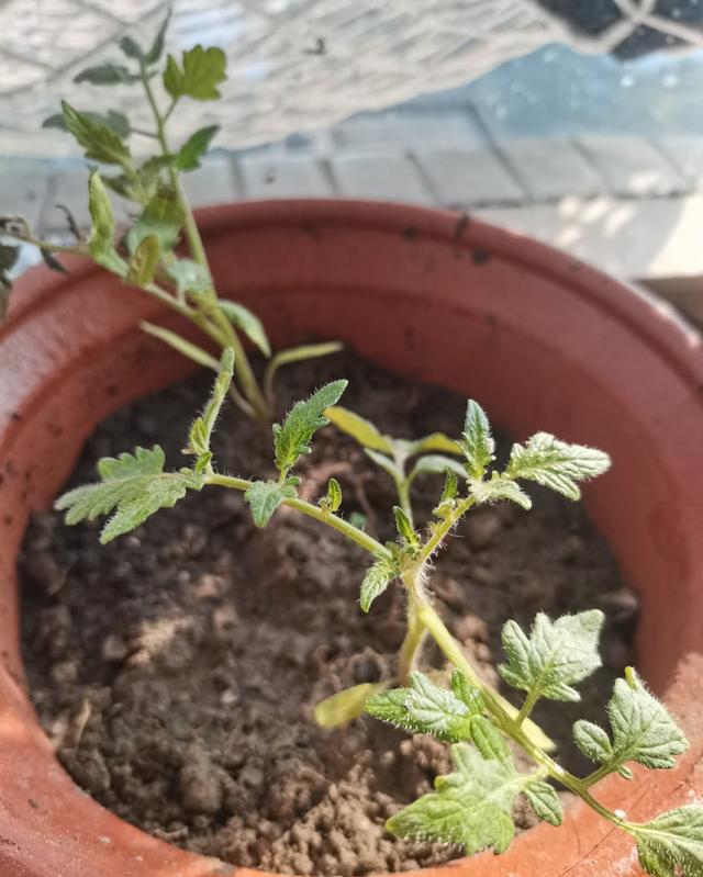 圣女果种植