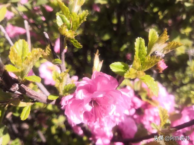 榆叶梅，是绿叶对鲜花的赞美，更是花与叶的相互点缀，相依相偎