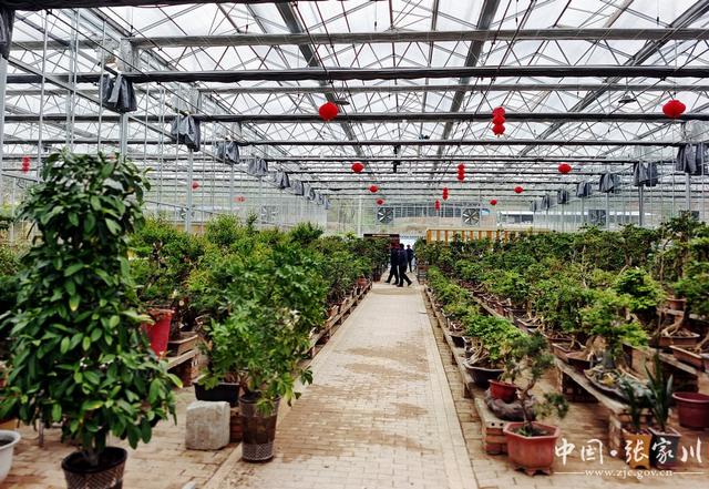 【奋进新征程 建功新时代——喜迎省第十四次党代会】大阳镇：花卉种植铺就乡村振兴路