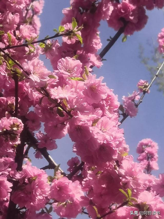 春光明媚，粉红的榆叶梅正芳菲，美美的令人陶醉