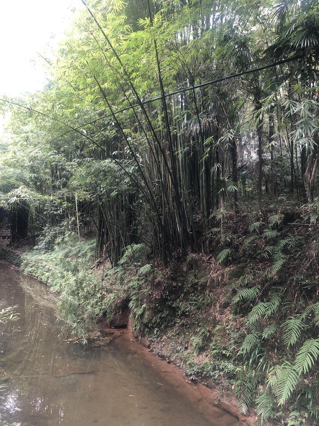 一不小心又成了夜遊~周末街子古鎮康道徒步到光嚴禅院~腳都走麻了
