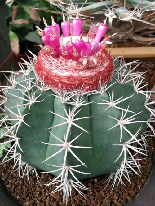 美花欣赏：仙人球开花，美不胜收