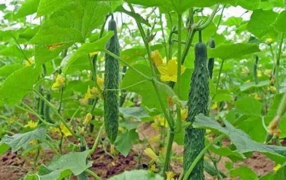 谷雨后赶紧种植6种蔬菜，夏天吃不完！种植技术还很简单