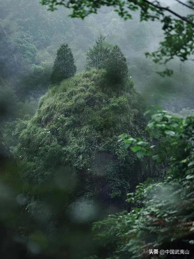 烟雨武夷 | 风景清明后，只一眼便忘却人间无数