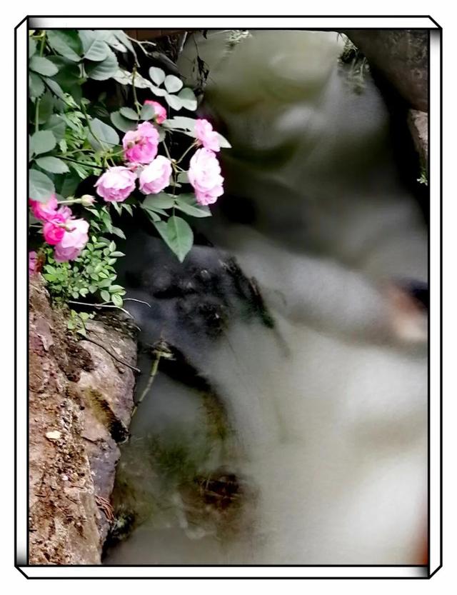 蔷薇花