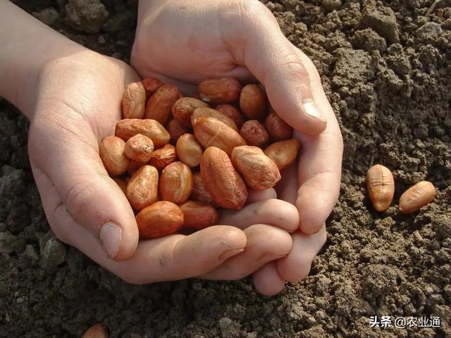 花生播种时间和播种技术要点知识总结3