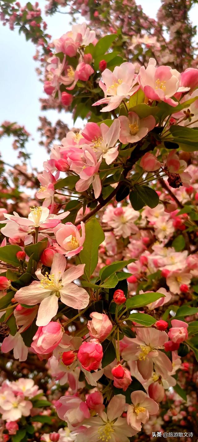 花开杨柳青