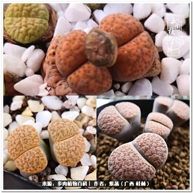 大型制砂机给力富贵机械