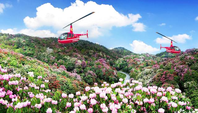 贵州赏花绝佳 地 杜鹃花绽放延百里 景色如画适合春季踏青 新闻红