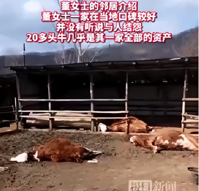 招谁惹谁了？哈尔滨女子养的21头牛吃玉米秆后死亡，至少损失40万