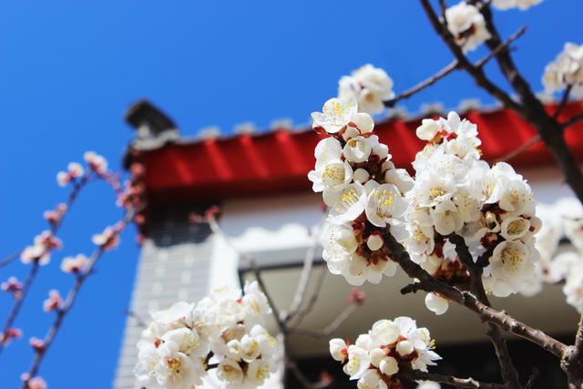 和园的杏花