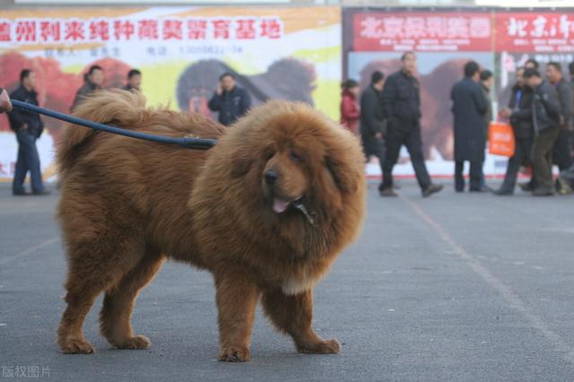 比特犬vs藏獒