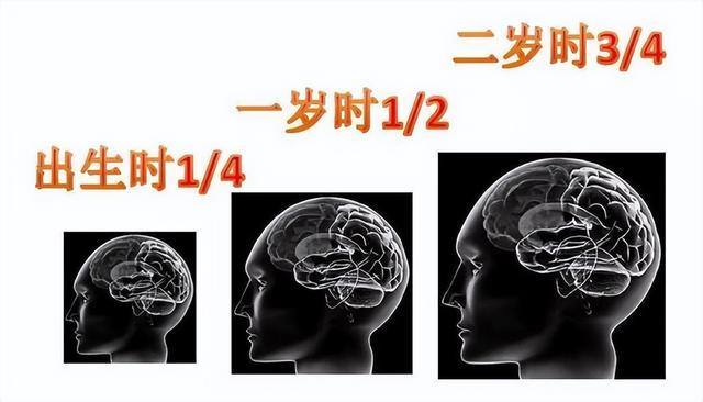 0-3岁是大脑发育黄金期，抓住这段关键期，正确早教促进大脑发育 1到3岁的孩子怎么照顾 第5张